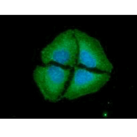 CD73 monoclonal antibody (AT89E9) Immunofluorescence