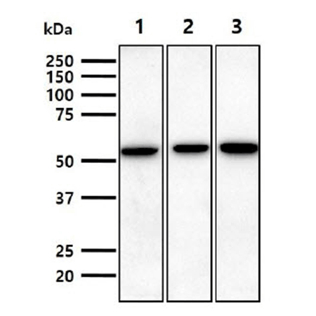 CD73 monoclonal antibody (AT89E9) Western Blot