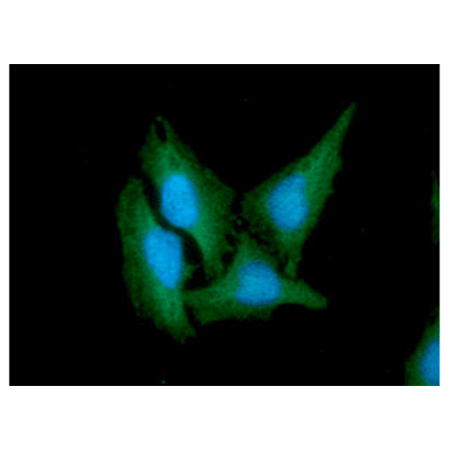 CD46 monoclonal antibody (AT2G9) Immunofluorescence