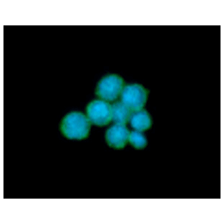 CD64 monoclonal antibody (AT37F7) Immunofluorescence