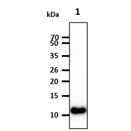 TLR7 monoclonal antibody (4F4) Western Blot
