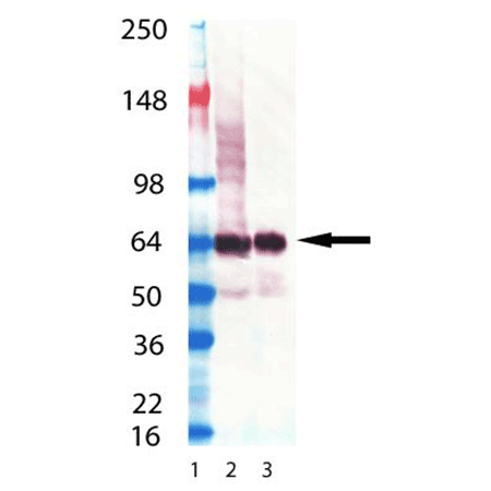 Synaptotagmin monoclonal antibody (ASV30) Western Blot