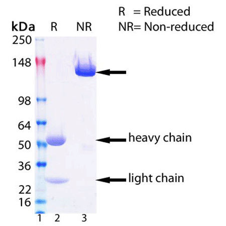 Syntaxin 6 monoclonal antibody (3D10) SDS-PAGE