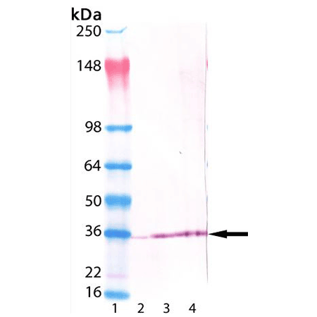 Syntaxin 6 monoclonal antibody (3D10) Western Blot