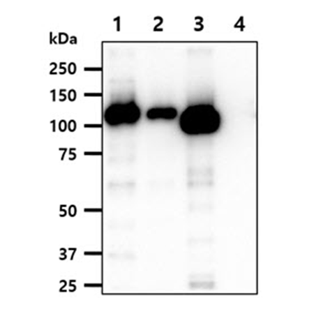 Hexokinase 3 monoclonal antibody (AT4C12) SDS-PAGE