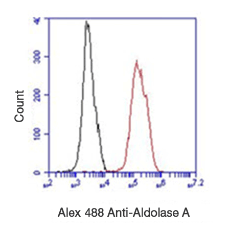 Aldolase A monoclonal antibody (AT3F9) Flow Cytometry