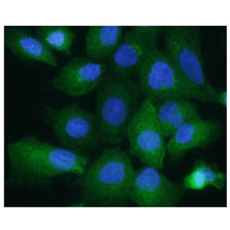 Aldolase A monoclonal antibody (AT3F9) Immunofluorescence