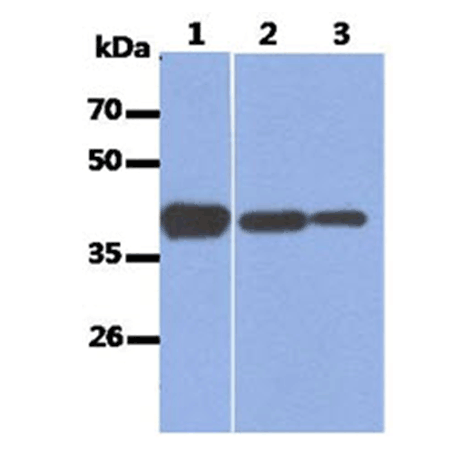 Aldolase A monoclonal antibody (AT3F9) SDS-PAGE