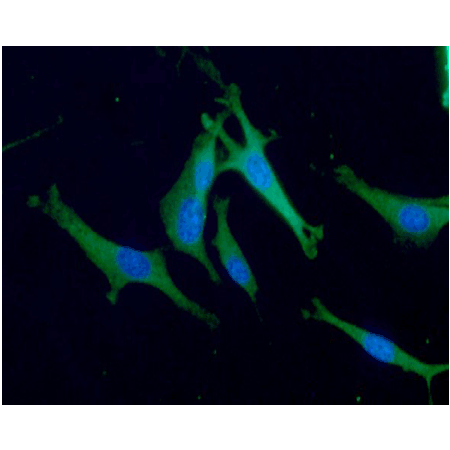 Aldolase C monoclonal antibody (AT2E11) Immunofluorescence U87MG cells