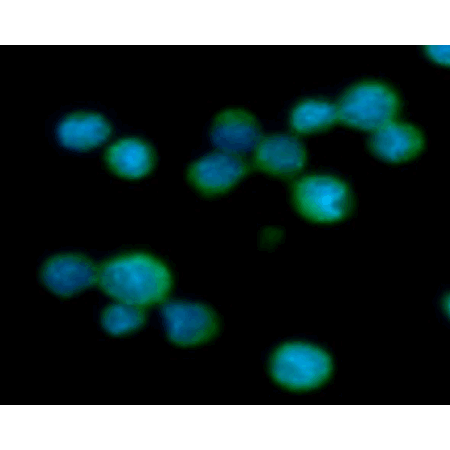 Aldolase C monoclonal antibody (AT2E11) Immunofluorescence Jurkat cells