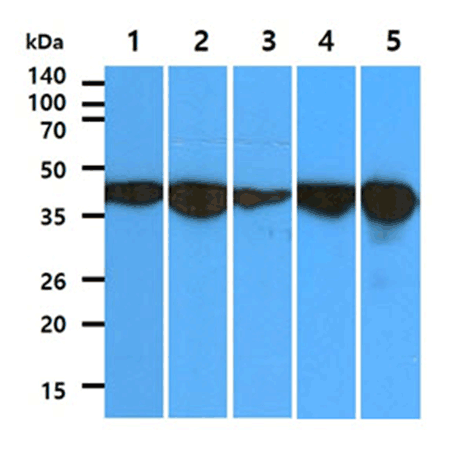 Aldolase C monoclonal antibody (AT2E11) SDS-PAGE