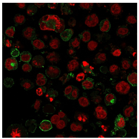 GLUT1 monoclonal antibody (2475) Immunofluorescence