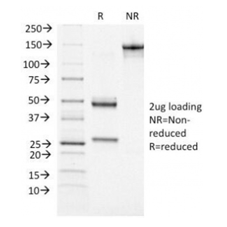 PAX7 monoclonal antibody (PBPX7) SDS-PAGE