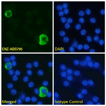 PD-L1 Recombinant monoclonal antibody (YDC 127.1.1) Immunofluorescence