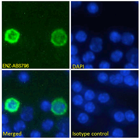 PD-1 Recombinant monoclonal antibody (RMP1-14) Immunofluorescence