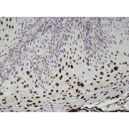 POLYVIEW® PLUS HRP (anti-rabbit) reagent ISH-HRS-POLYVIEW-PLUS-HRP-anti-rabbit