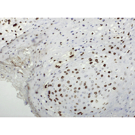 POLYVIEW® PLUS HRP (anti-rabbit) reagent ISH-HRS-POLYVIEW-PLUS-HRP-anti-rabbit_2