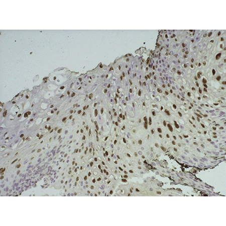 POLYVIEW® PLUS HRP (anti-mouse) reagent ISH-HRS-POLYVIEW-PLUS-anti-mouse