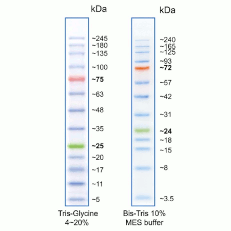Prestained Protein Ladder (3.5 - 245 kDa) Migration patterns Molecular weight estimation