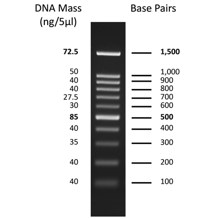 AMPIGENE® DNA Ladder 100-1,500 bp Gel