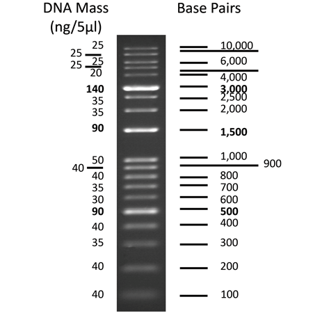 AMPIGENE® DNA Ladder 100-10,000 bp Gel