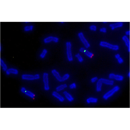 Nick translation DNA labeling system 2.0 Hybrid-Red650-Green496