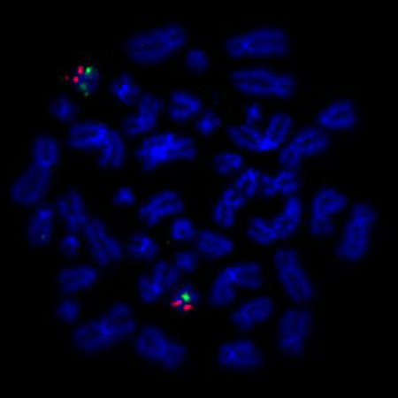 Nick translation DNA labeling system 2.0 chromosome