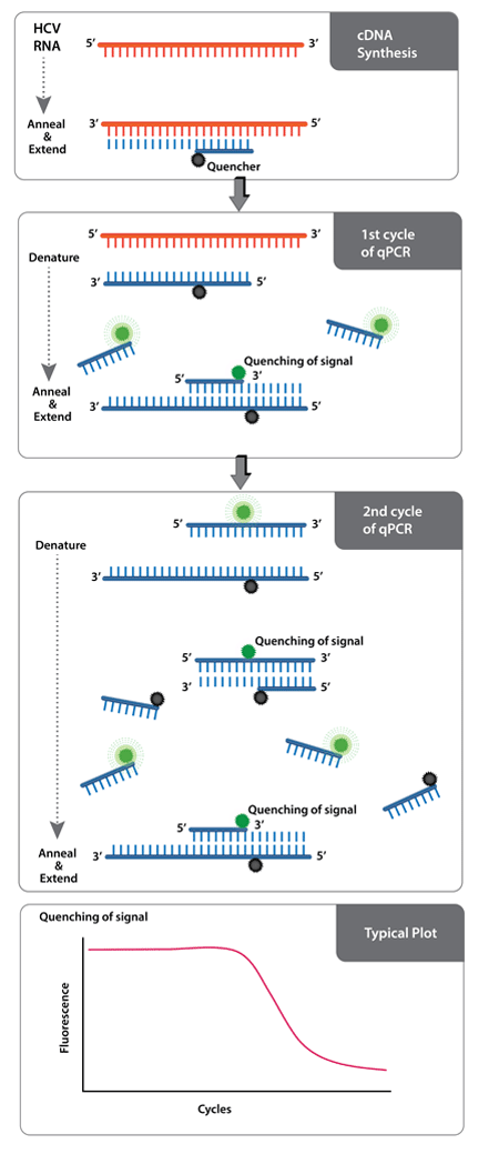AMPIPROBE® HCV assay kit AmpiprobeIllustration