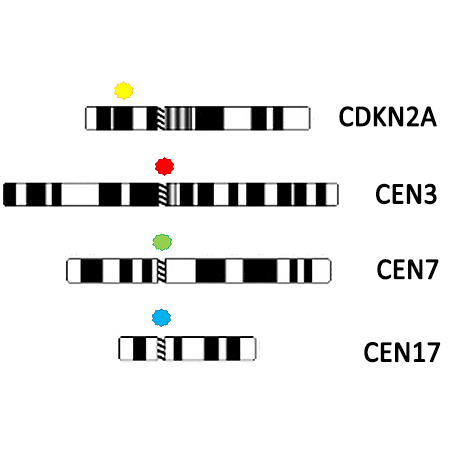 DEEPSEE CDKN2A/CEN3/7/17 Quad Probe FISH Ideogram