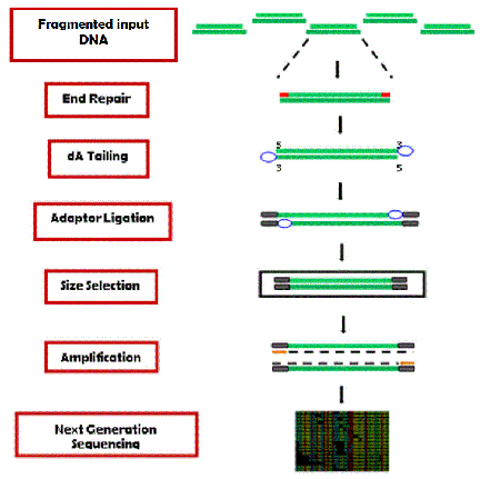 AMPINEXT DNA Library Preparation Kit (Illumina) Schematic