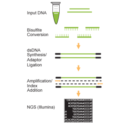 AMPINEXT High-Sensitivity Bisulfite-Seq Kit (Illumina) schematic