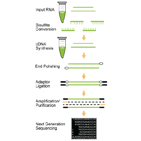 AMPINEXT RNA Bisulfite-Seq Kit (Illumina) Schematic