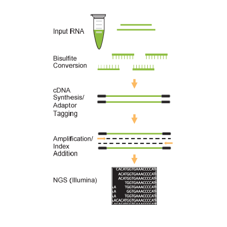 AMPINEXT 5-mC RNA Bisulfite-Seq Easy Kit (Illumina) Schematic