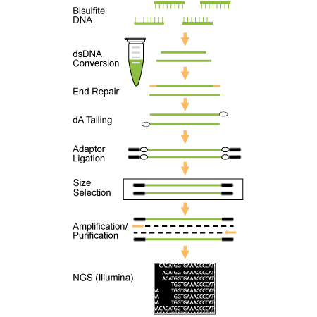 AMPINEXT Post-Bisulfite DNA Library Preparation Kit (Illumina) Schematic