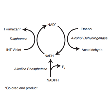 AMP'D® ELISA Signal Amplification Kit reaction