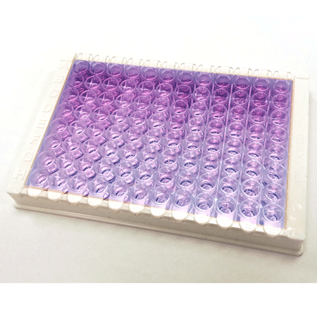 AMP'D® HSP70 high sensitivity ELISA kit plate
