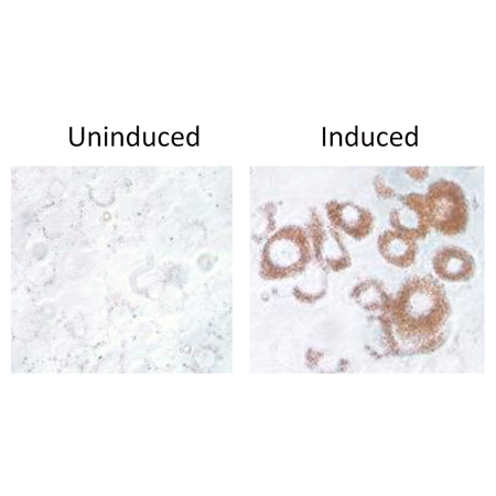 Adipogenesis assay kit induction