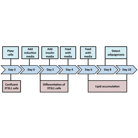 Adipogenesis assay kit Workflow
