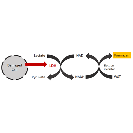 LDH Cytotoxicity WST Assay mechanism