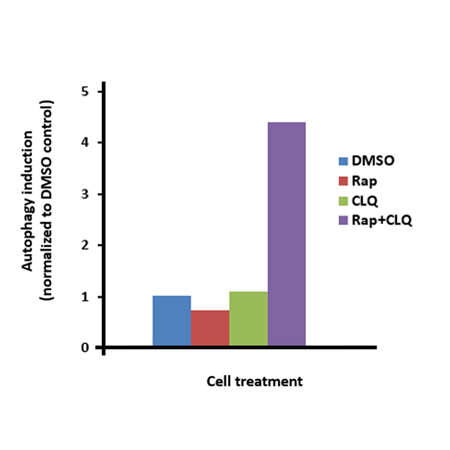 CYTO-ID® Autophagy detection kit 2.0 AutophagyInduction