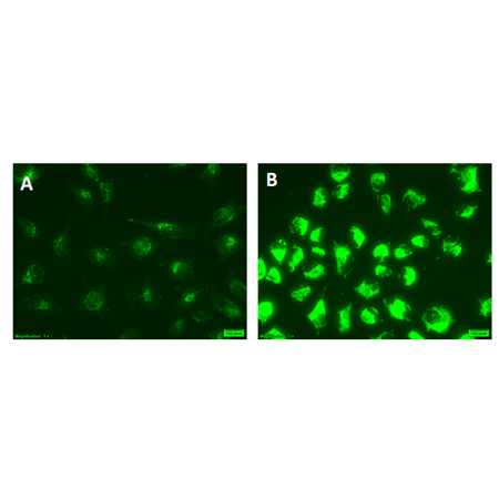 CYTO-ID® Autophagy detection kit 2.0 Microscopy