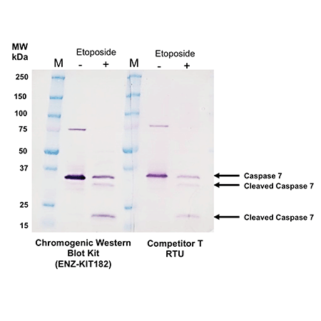 WESTERNVIEW Detection Kit (Anti-Rabbit) Western Blot Caspase-7