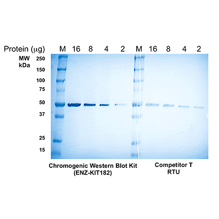 WESTERNVIEW Detection Kit (Anti-Rabbit) Western Blot Linear dilution