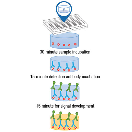 SARS-CoV-2 IgG ELISA Kit (RUO) Schematic diagram of the assay protocol