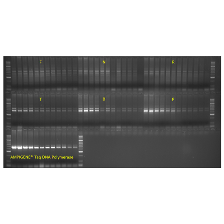 AMPIGENE® Taq Mix gel
