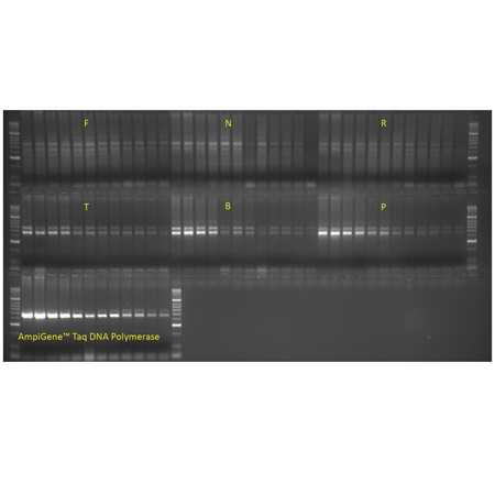 AMPIGENE® Taq DNA Polymerase gel