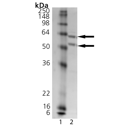 NEDD8 activating enzyme E1 (human), (recombinant) (His-tag) SDS-PAGE