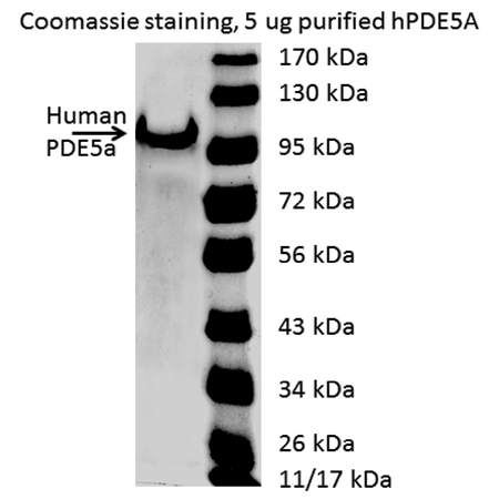 PDE5A (human), (recombinant) SDS-PAGE