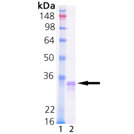 Lin28a (full-length) (human), (recombinant) SDS-PAGE