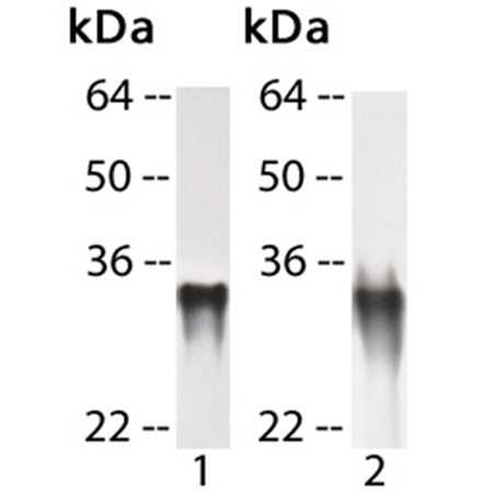 Lin28a (full-length) (human), (recombinant) Western blot